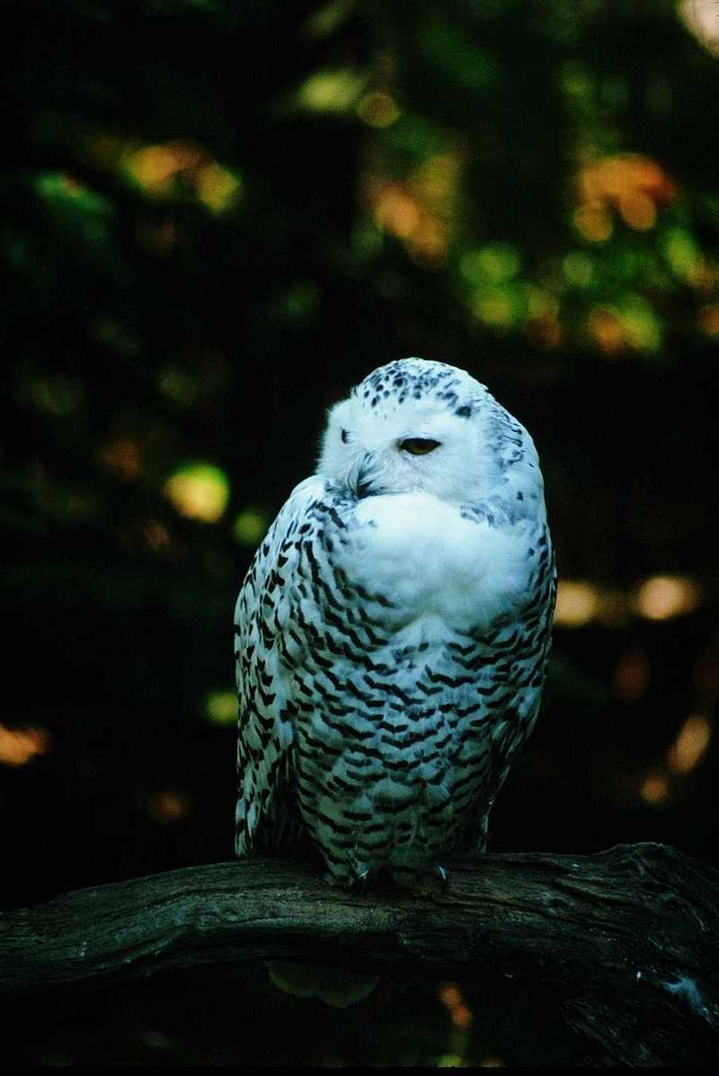 abb50125-SnowyOwl-perching on branch.jpg