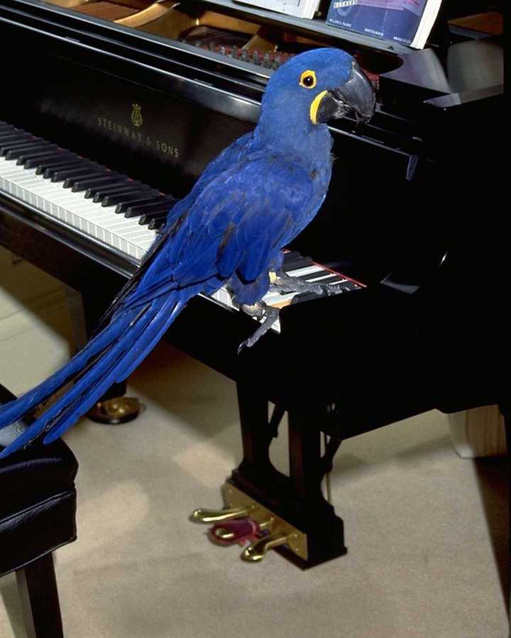 abc50078-Hyacinth Macaw-on piano keyboard.jpg