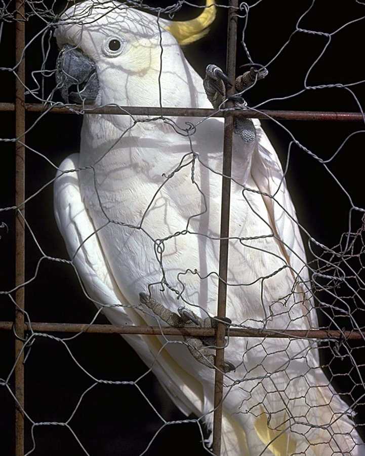 abc50079-Lesser Sulfur-crested Cockatoo-in cage.jpg