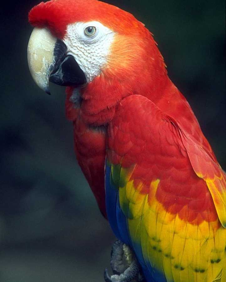 abc50080-Scarlet Macaw-closeup.jpg