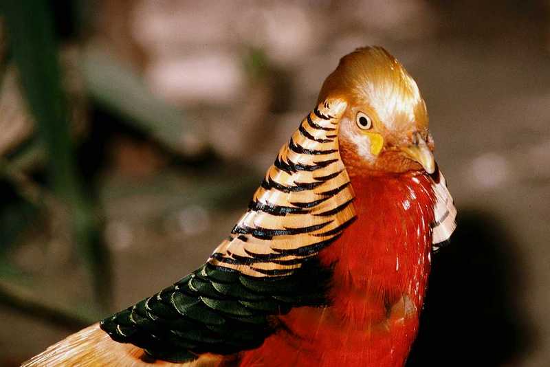 abc50105-Golden Pheasant-closeup.jpg