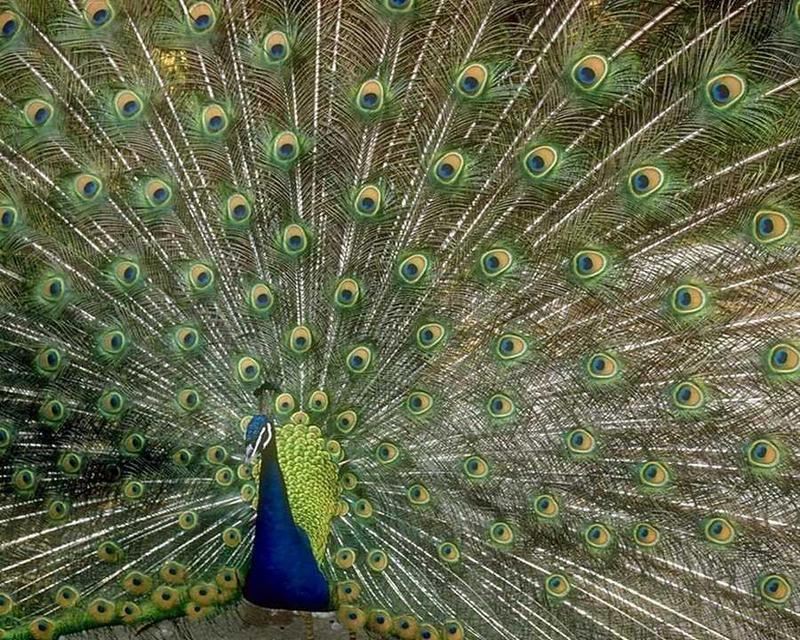 abd50029-Blue Peacock-display.jpg