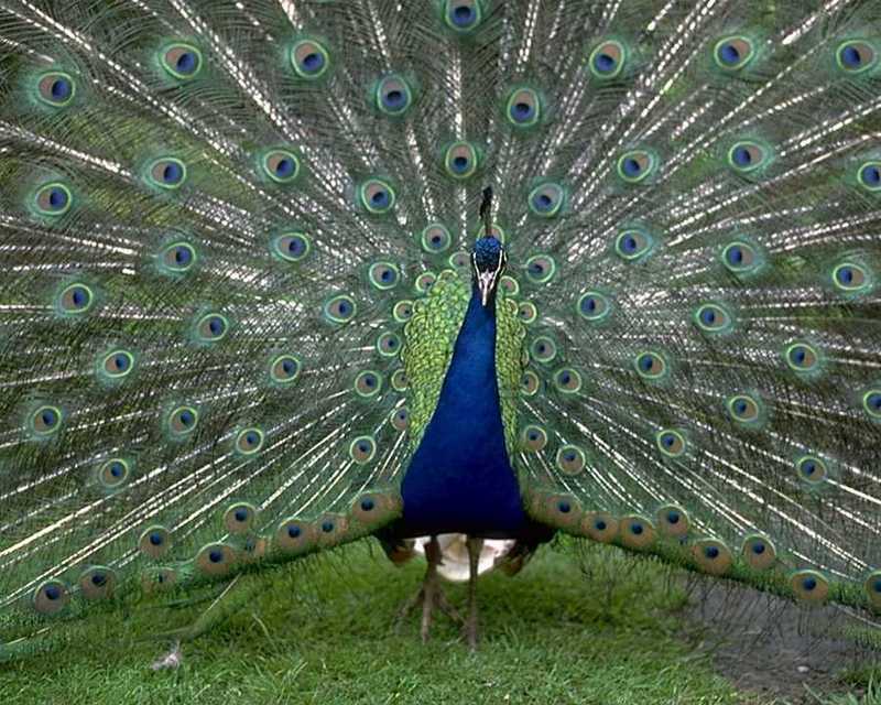 abd50030-Blue Peacock-display closeup.jpg