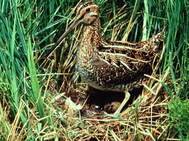abh50003-Common Snipe-nursing eggs on nest.jpg