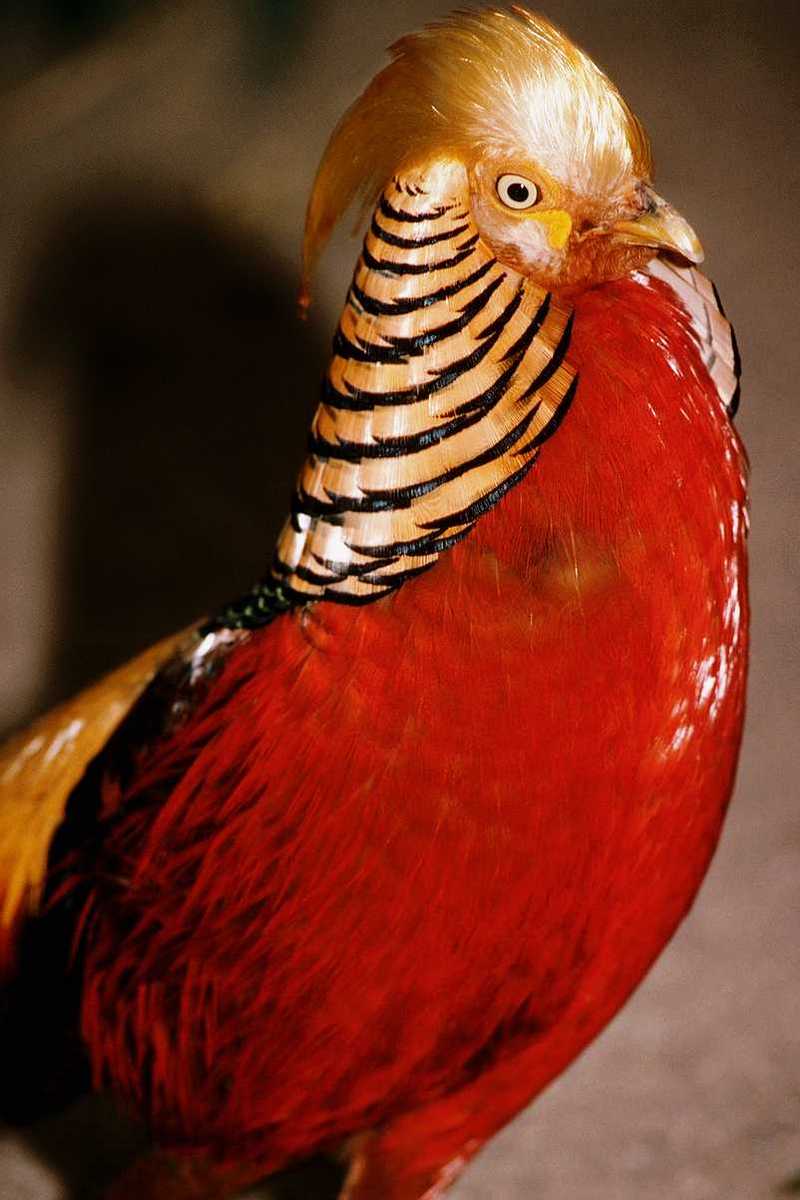 abh50082-Golden Pheasant-portrait-closeup.jpg