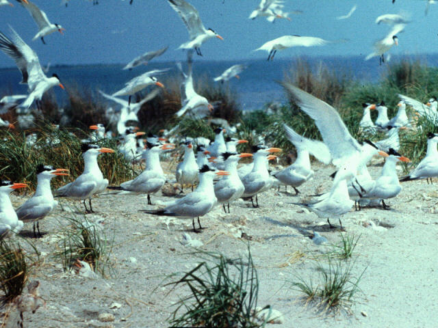 abj50004-Royal Terns-flock on shore.jpg