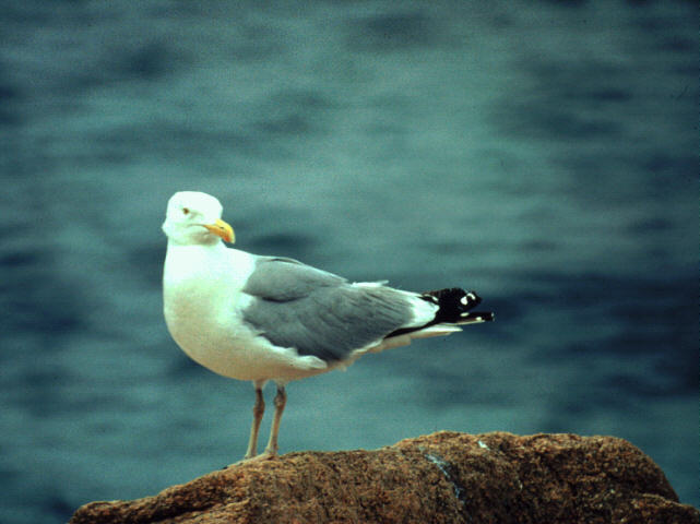 abj50005-Herring Gull-standing on rock.jpg