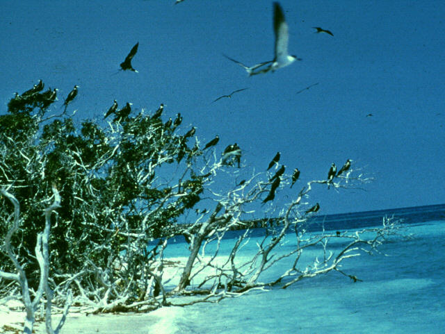 abj50012-Sooty Terns-flock on beach tree.jpg