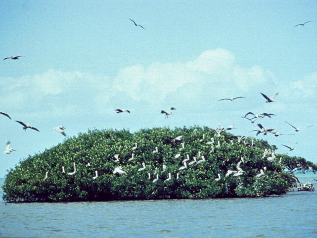 abj50013-Sooty Terns-flock on island.jpg
