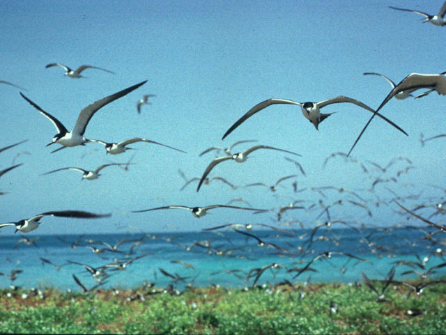 abj50014-Sooty Terns-flock in flight.jpg