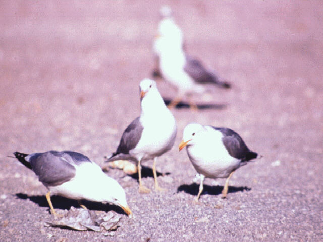 abj50015-Herring Gulls-foraging on beach.jpg