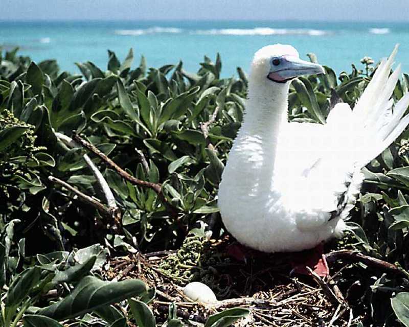 abj50118-Red-footed Booby-Protecting egg-On nest.jpg