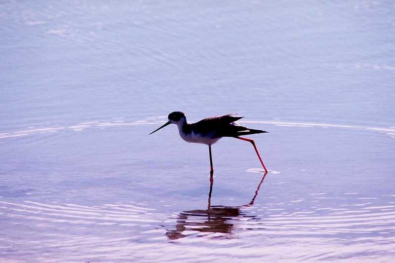 abj50139-Black-winged Stilt-foraging in water.jpg