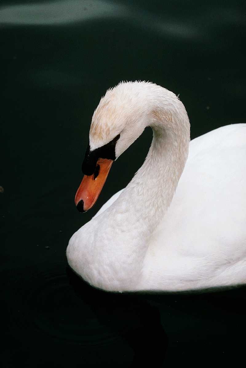 abk50029-MuteSwan-Closeup.jpg