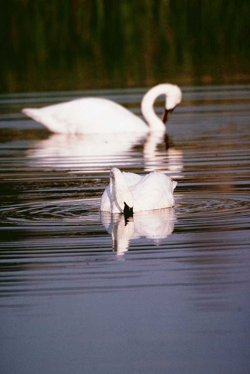 abk50030-WhistlingSwans-Foraging in lake.jpg
