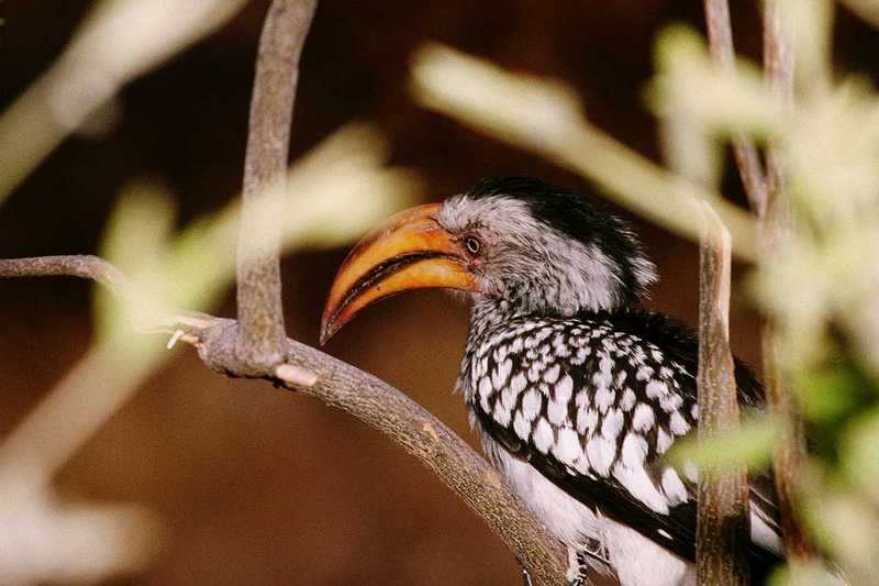 abm50025-African Yellow-billed Hornbill-Closeup-OnBranch.jpg