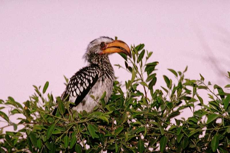 abm50026-African Yellow-billed Hornbill-Perching on tree.jpg
