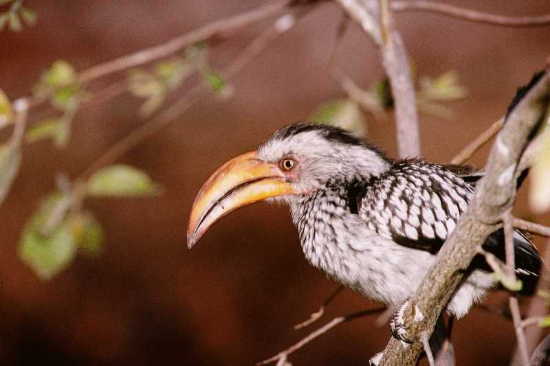 abm50027-African Yellow-billed Hornbill-Closeup-OnBranch.jpg