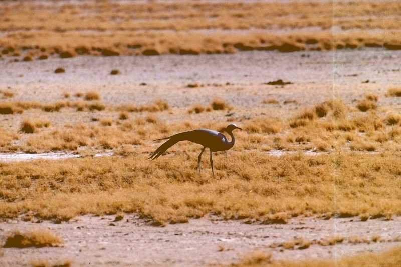abo50340-African Blue Crane-on arid grassland.jpg