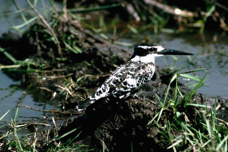 abo50341AfricanPiedKingfisher-Perching on swamp bank.jpg