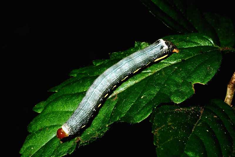 ach50229-Caterpillar on leaf.jpg