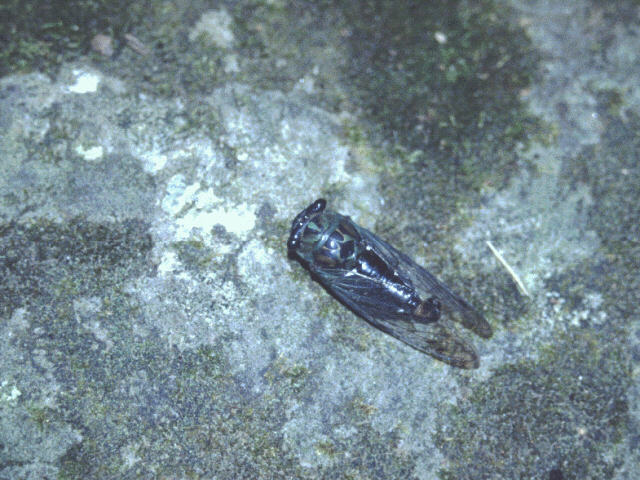 aci50007-Cicada.jpg