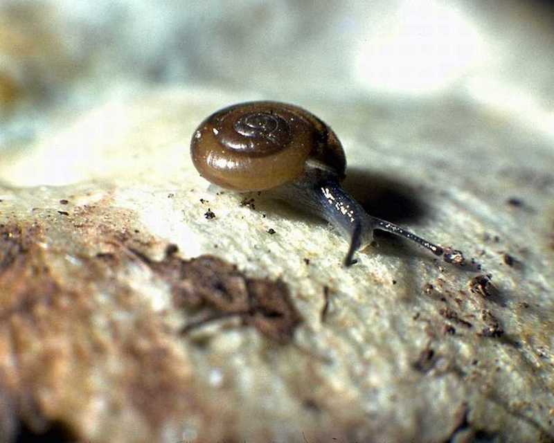 aci50469-Snail crawls.jpg