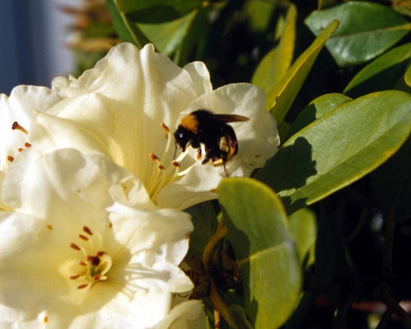 aci50472-Bumblebee-On white flower.jpg