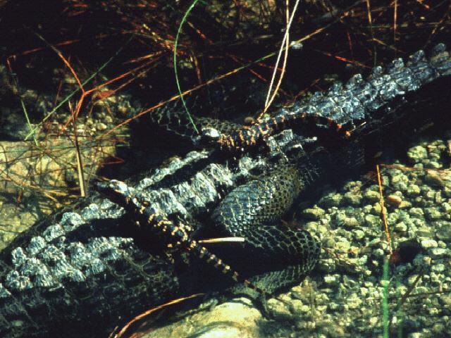 ade50008-Alligators-Mom n 2Babies.jpg