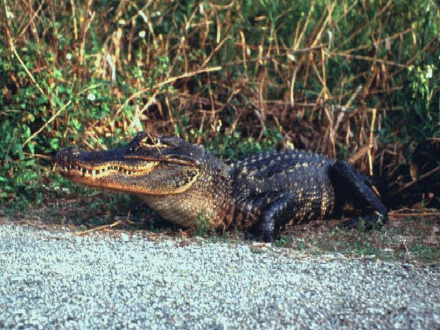 ade50013-Alligator-OnRoad.jpg