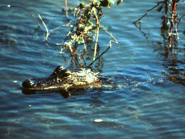 ade50015-Alligator-Floating in water.jpg