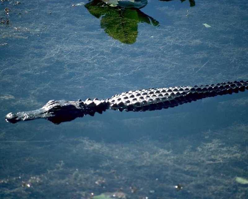 ade50050-American Alligator-InWater.jpg