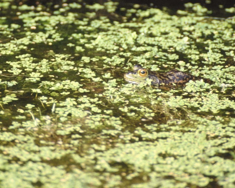 adf50112-Bullfrog-In swamp.jpg
