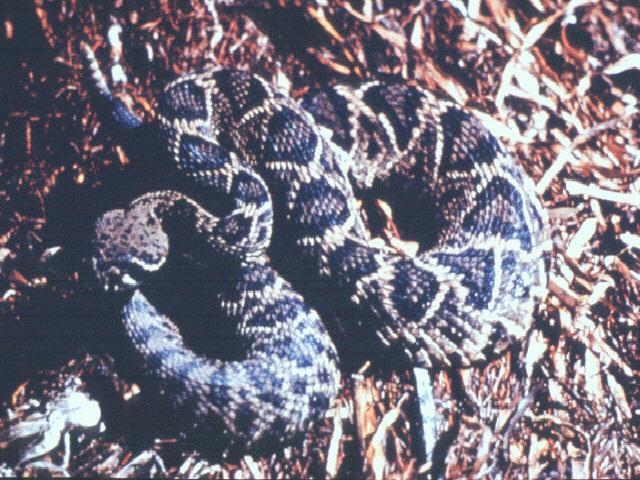 adi50002-Eastern Diamondback Rattlesnake.jpg