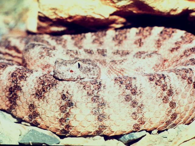 adi50005-Rattlesnake-Closeup.jpg