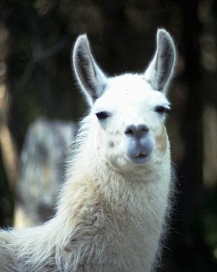 adk50008-Llama-FaceCloseup.jpg