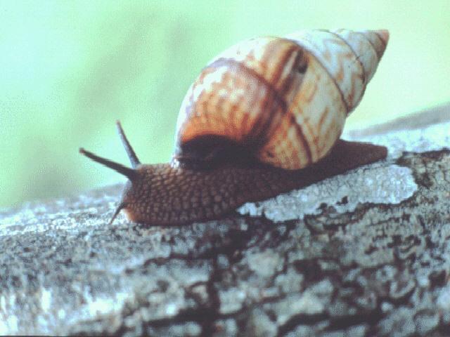 adn50001-Snail-Crawls.jpg