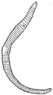 ado50002-Earthworm-Diagram.jpg