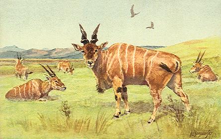 ads50029-Antelopes-Painting.jpg