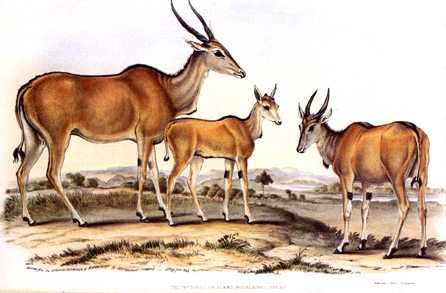 ads50034-Antelopes-Painting.jpg