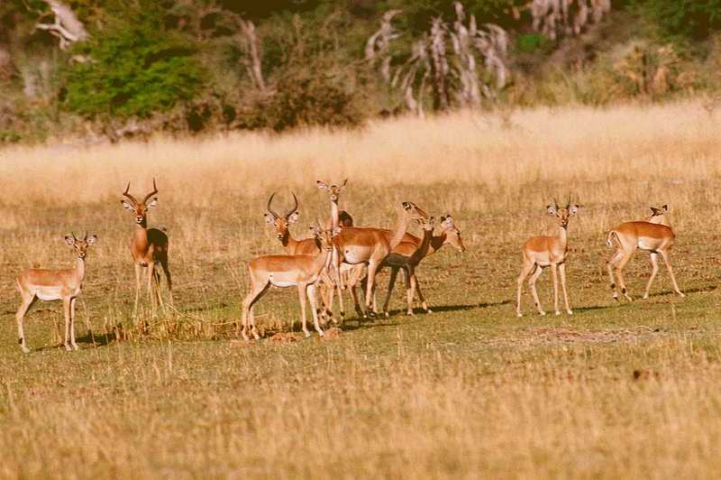 ads50049-Impalas herd-Antelopes.jpg