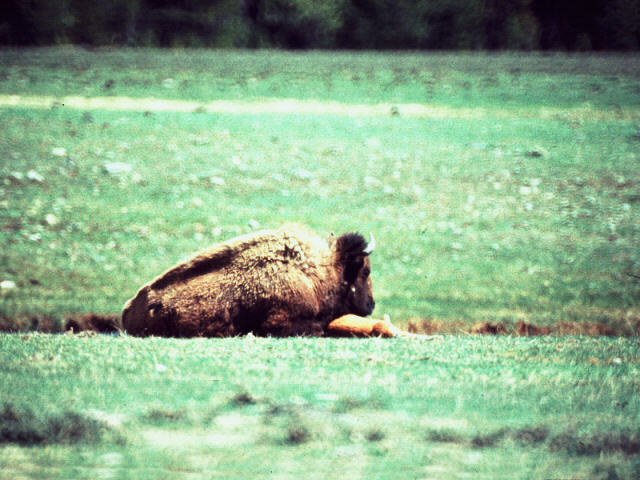 ady50005-AmericanBison-Sitting on the green ground.jpg