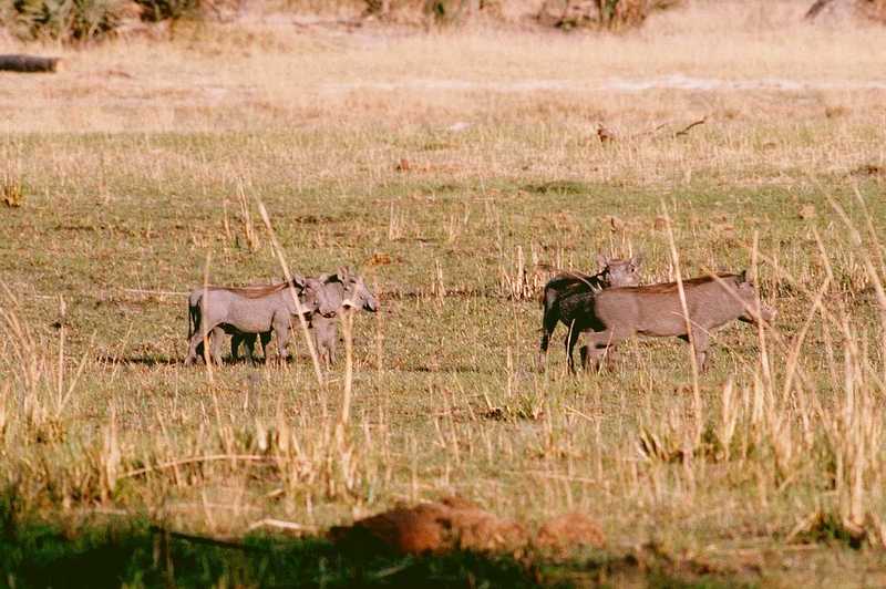 adz50026-Warthogs family on plain.jpg