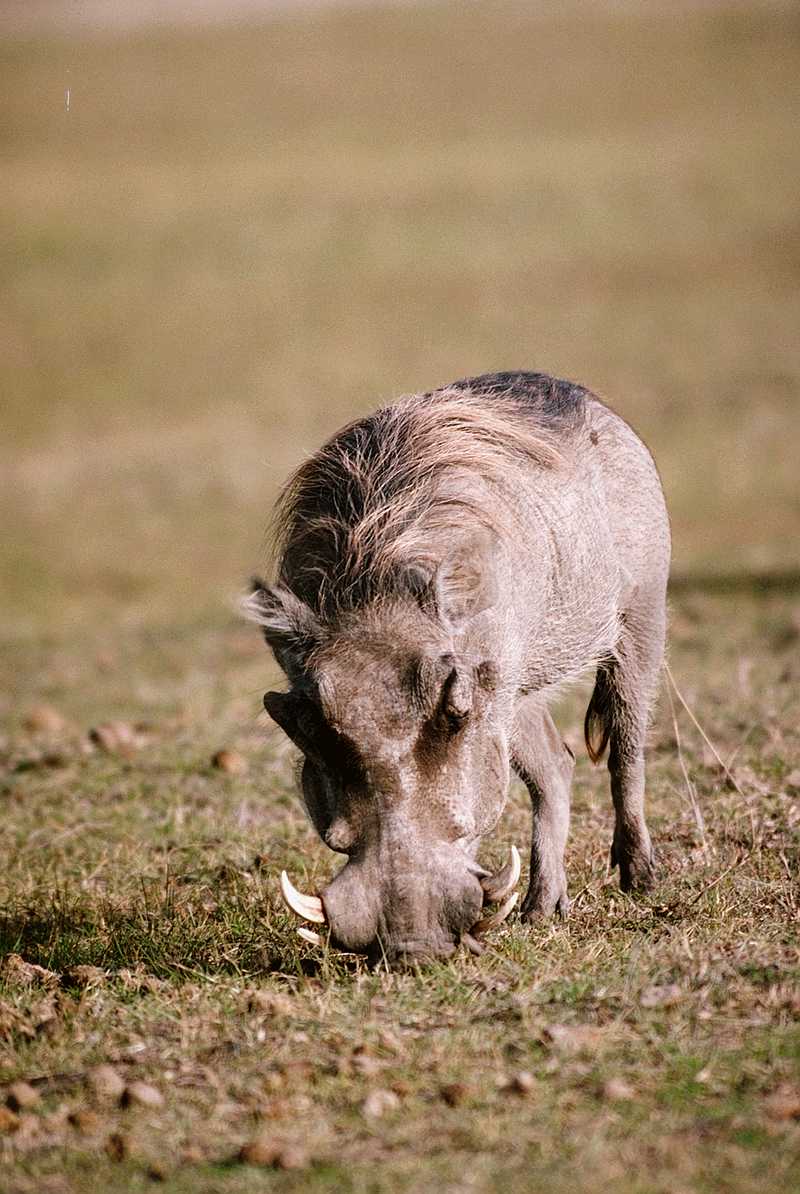 adz50027-Warthog-Eating on grass.jpg