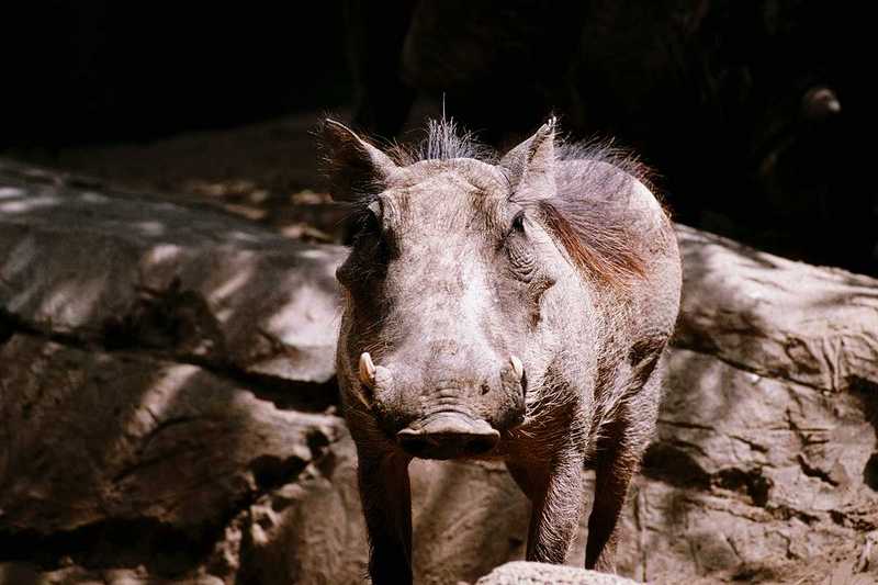 adz50028-Warthog-Standing on rock-Closeup.jpg