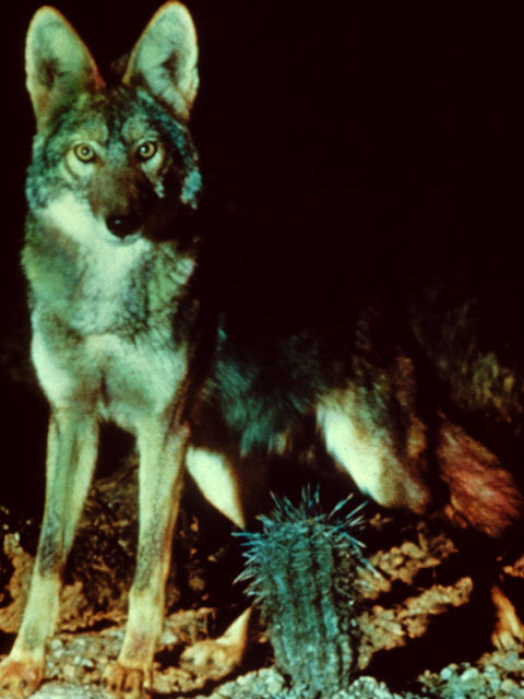 aeb50015-Coyote-In desert night.jpg