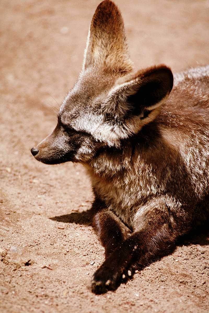 aeb50105-Bat-eared Fox-Sitting on the ground-Closeup.jpg