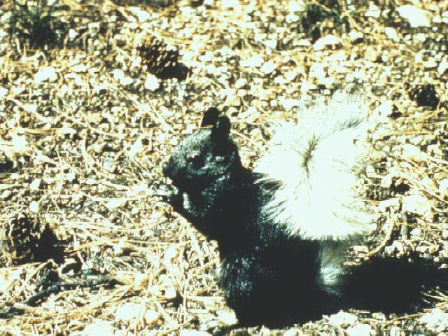 aed50018-BlackSquirrel-Eating nut on the ground.jpg