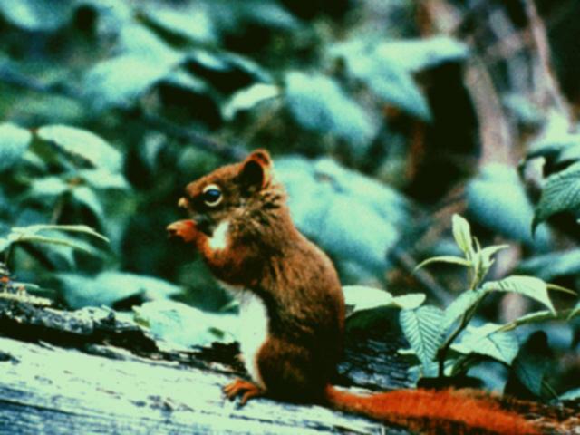 aed50022-AmericanRedSquirrel-Eating nut on trunk.jpg