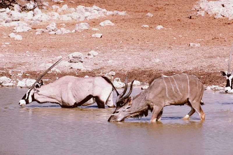 aee50329-Kudu n Oryx Antelopes-drinking water.jpg